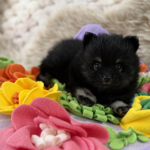 Spitz nain femelle