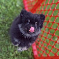 Spitz nain femelle