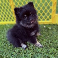 Spitz nain femelle #3