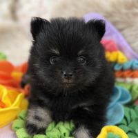 Spitz nain femelle #4