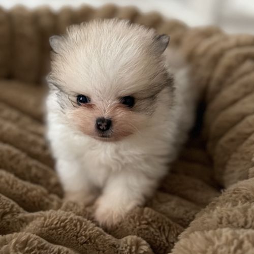 Spitz nain #1