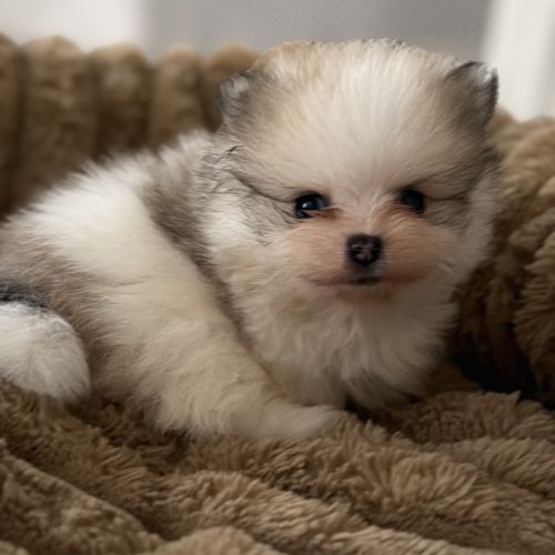 Spitz nain #2