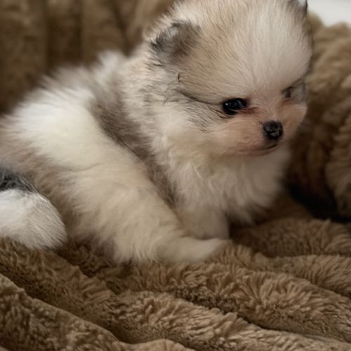 Spitz nain #3