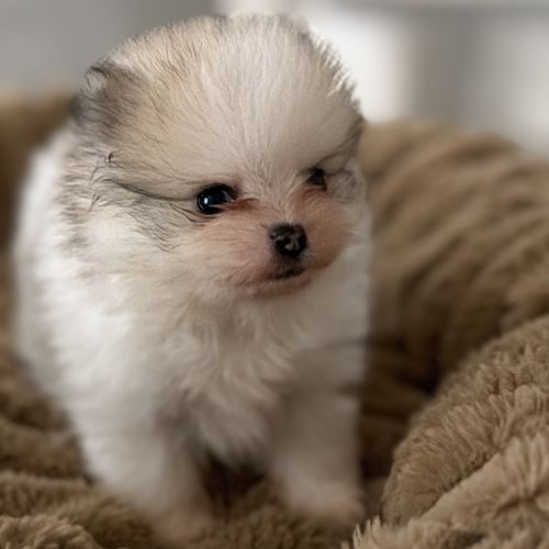 Spitz nain #6
