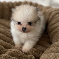 Spitz nain #1
