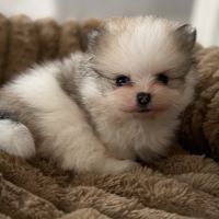 Spitz nain #2