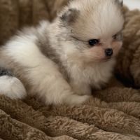 Spitz nain #3