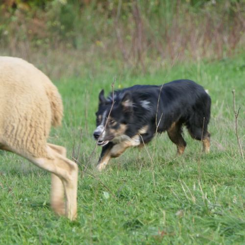 Chiots type border collie #1