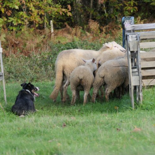 Chiots type border collie #2