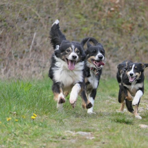 Chiots type border collie #0