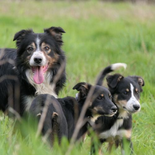 Chiots type border collie #7