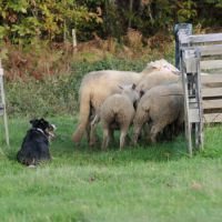 Chiots type border collie #2