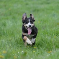 Chiots type border collie #4