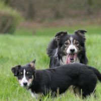Chiots type border collie #5