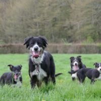 Chiots type border collie #6