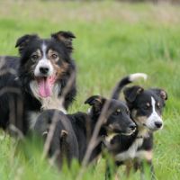 Chiots type border collie #7