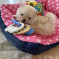 Spitz nain mâle #2