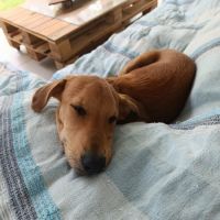Loki, j'ai une bonne bouille #1
