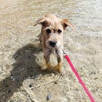 Noisette,  la belle x griffon