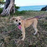 Noisette,  la belle x griffon #3