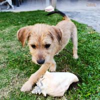 Noisette,  la belle x griffon #4