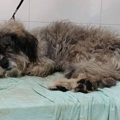 Carla 6 ans, un amour de petite chienne #3