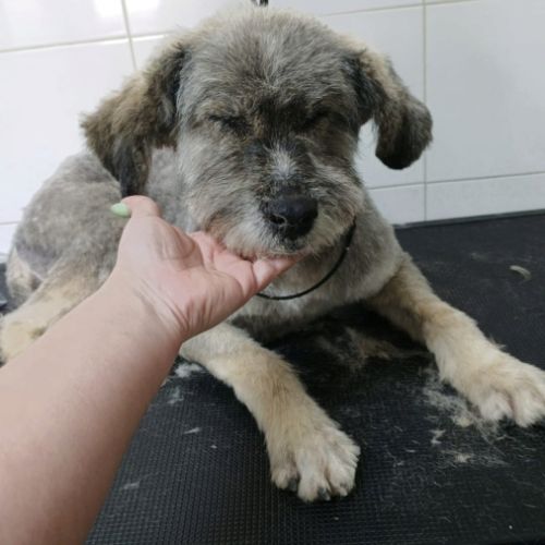 Carla 6 ans, un amour de petite chienne #0