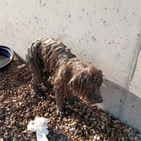Carla 6 ans, un amour de petite chienne #2