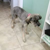 Carla 6 ans, un amour de petite chienne #5