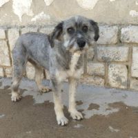 Carla 6 ans, un amour de petite chienne #6