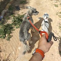 Carla 6 ans, un amour de petite chienne #7