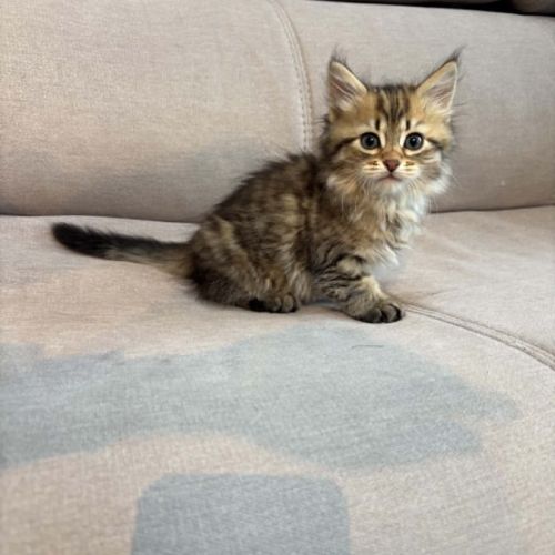 Chaton siberien #1