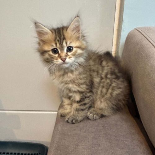 Chaton siberien #2
