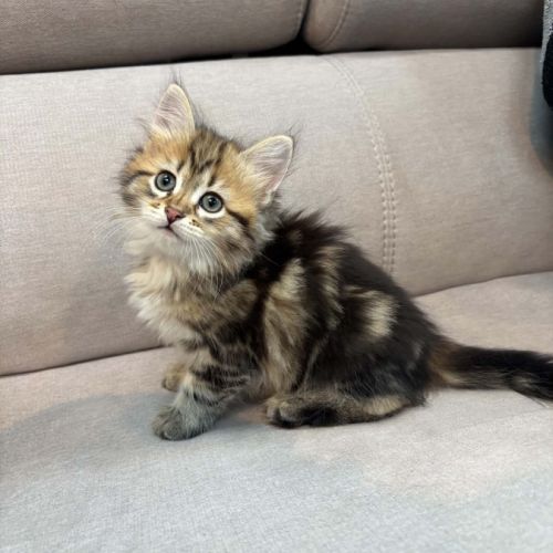 Chaton siberien #0