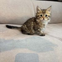 Chaton siberien #1