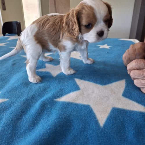 Superbes chiots cavalier king charles blenheim #1