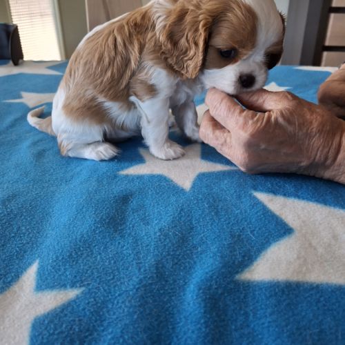 Superbes chiots cavalier king charles blenheim