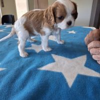 Superbes chiots cavalier king charles blenheim #1