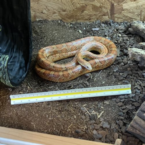 Vend magnifique serpent des blés avec son vivarium #5