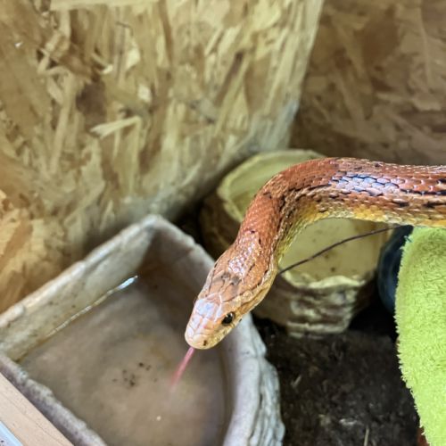 Vend magnifique serpent des blés avec son vivarium #6