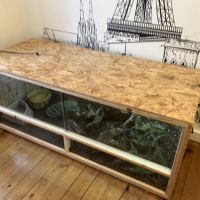 Vend magnifique serpent des blés avec son vivarium #1