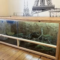 Vend magnifique serpent des blés avec son vivarium #0
