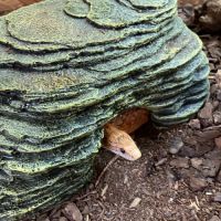 Vend magnifique serpent des blés avec son vivarium #4