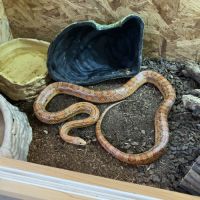 Vend magnifique serpent des blés avec son vivarium #7
