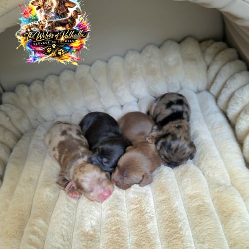 Chiots teckels nains et kaninchens poils longs #1