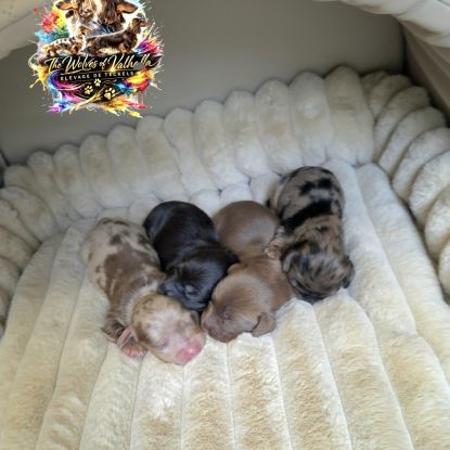 Chiots teckels nains et kaninchens poils longs #4