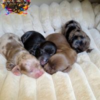 Chiots teckels nains et kaninchens poils longs #2
