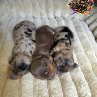 Chiots teckels nains et kaninchens poils longs #5