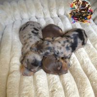 Chiots teckels nains et kaninchens poils longs #6