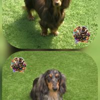 Chiots teckels nains et kaninchens poils longs #7